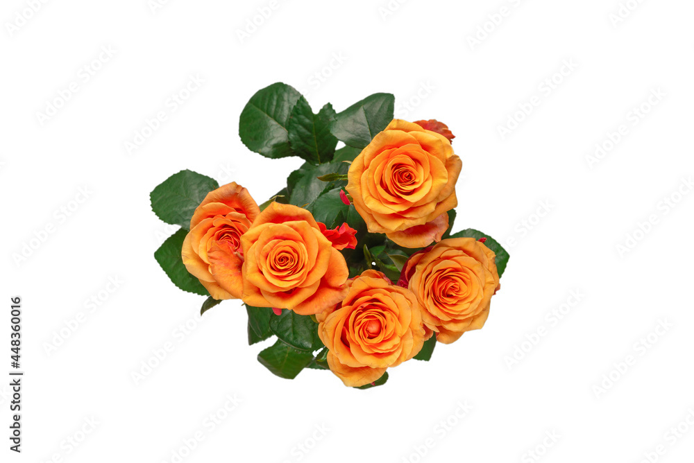 Orange rose isolated on a white background. Orange rose isolated on a white background.