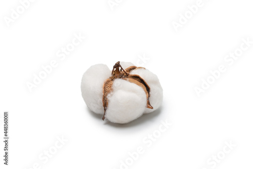 Cotton flower branch isolated on white background.