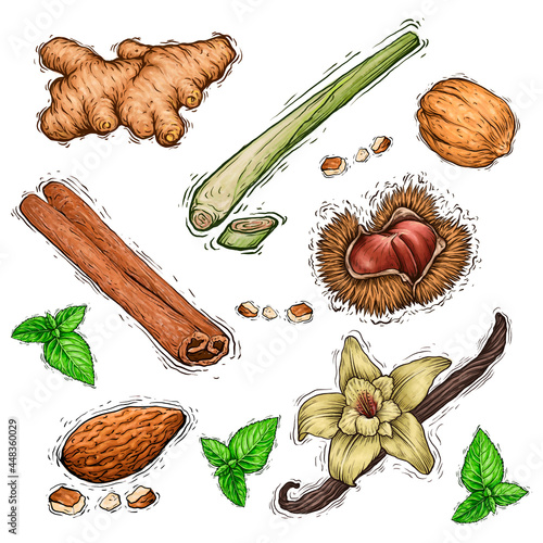 Set of nuts and spices collection watercolor illustration