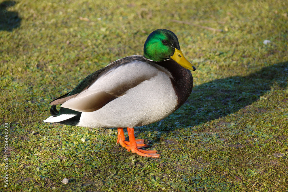 Obraz premium Duck