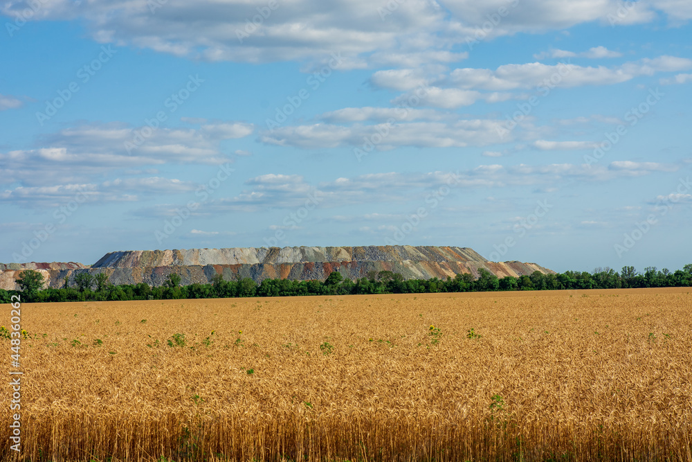 Colored dumps of industrial enterprises against the background of a wheat field. Ecology.