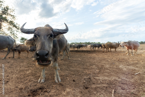 Fototapeta Naklejka Na Ścianę i Meble -  Many buffalo herds in the southern provinces of Thailand.