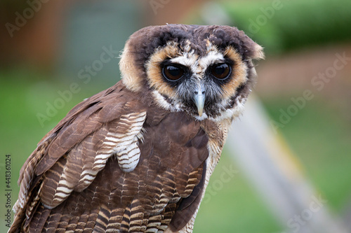 Brown Wood Owl 3