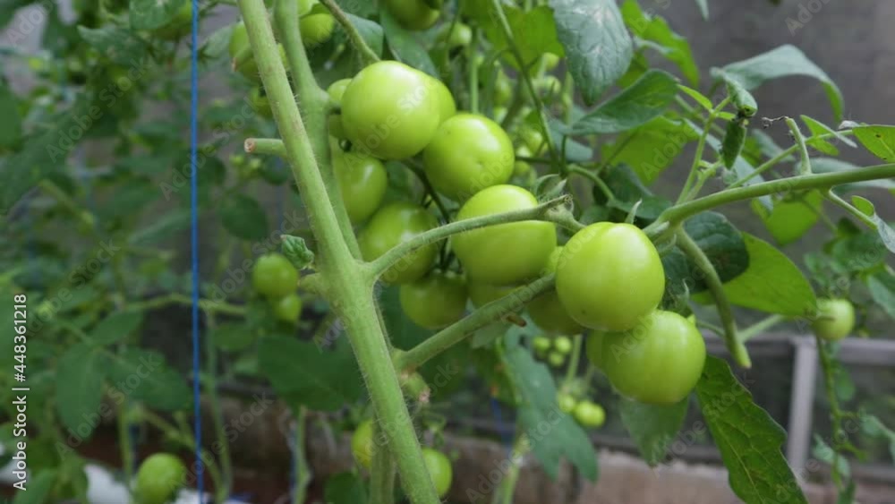 very natural fresh tomatoes with hydroponic cultivation very natural fresh tomatoes with hydroponic cultivation