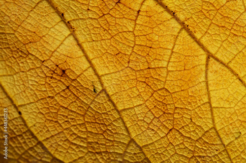 dead yellow leaf texture with veins and dark patches, natural macro background
