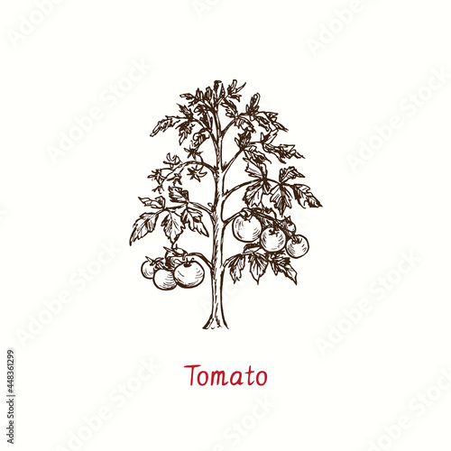 Tomato plant. Ink black and white doodle drawing in woodcut style