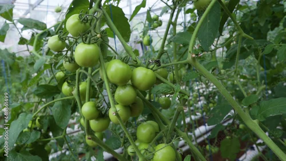 very natural fresh tomatoes with hydroponic cultivation