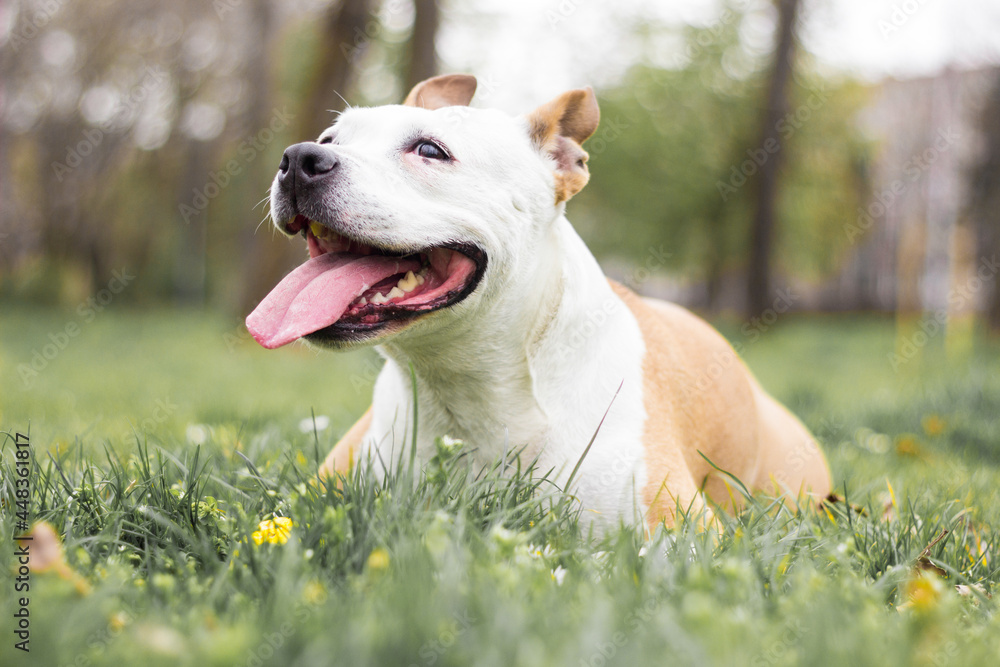 Portrait of happy and cute American Staffordshire Terrier