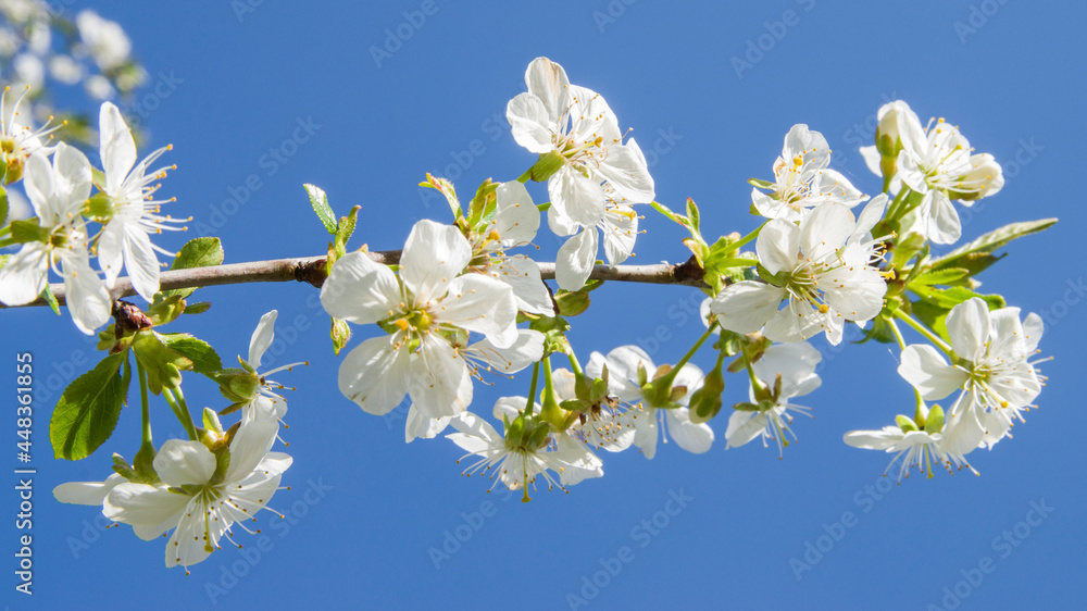 Obraz premium Kwiat czereśni