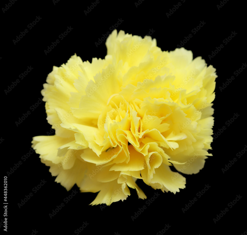 beautiful pale yellow Carnation flowers isolated on plain background
beautiful pale yellow Carnation flowers isolated on plain background