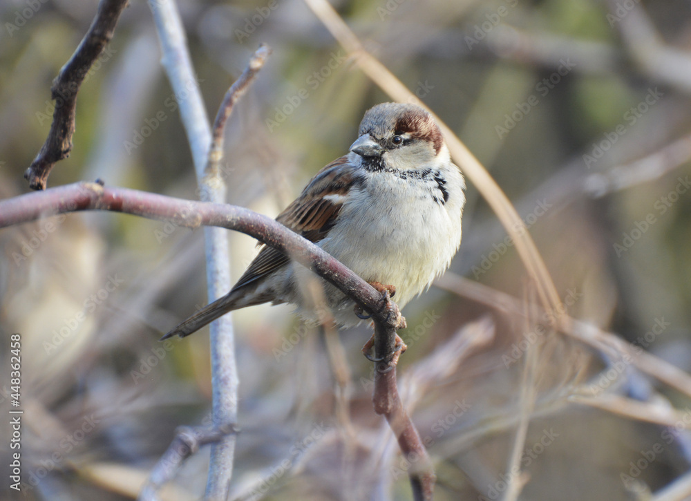 Sparrows (Passer) are sitting on a branch Sparrows (Passer) are sitting on a branch