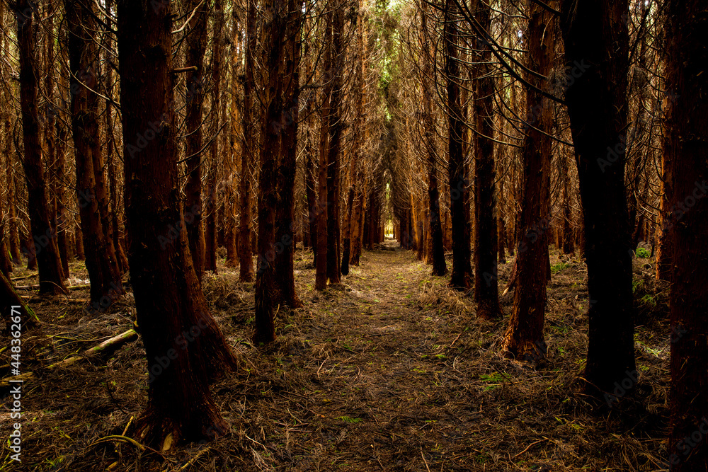 Fototapeta premium Black forest mysterious landscape. Travel Azores.