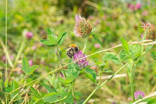 A bumblebee collects nectar on a clover flower