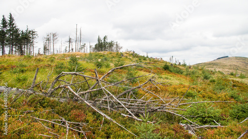 Fototapeta Naklejka Na Ścianę i Meble -  Natura  w Beskidach