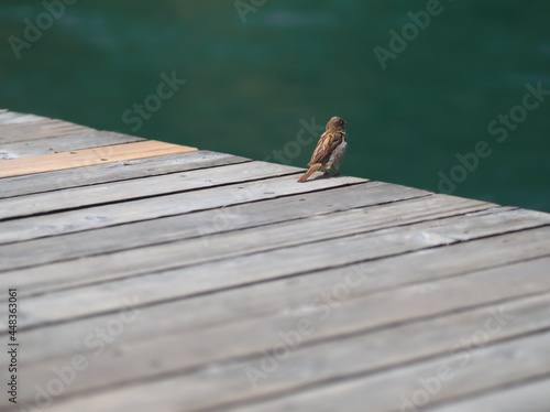 Bird at the Rhone