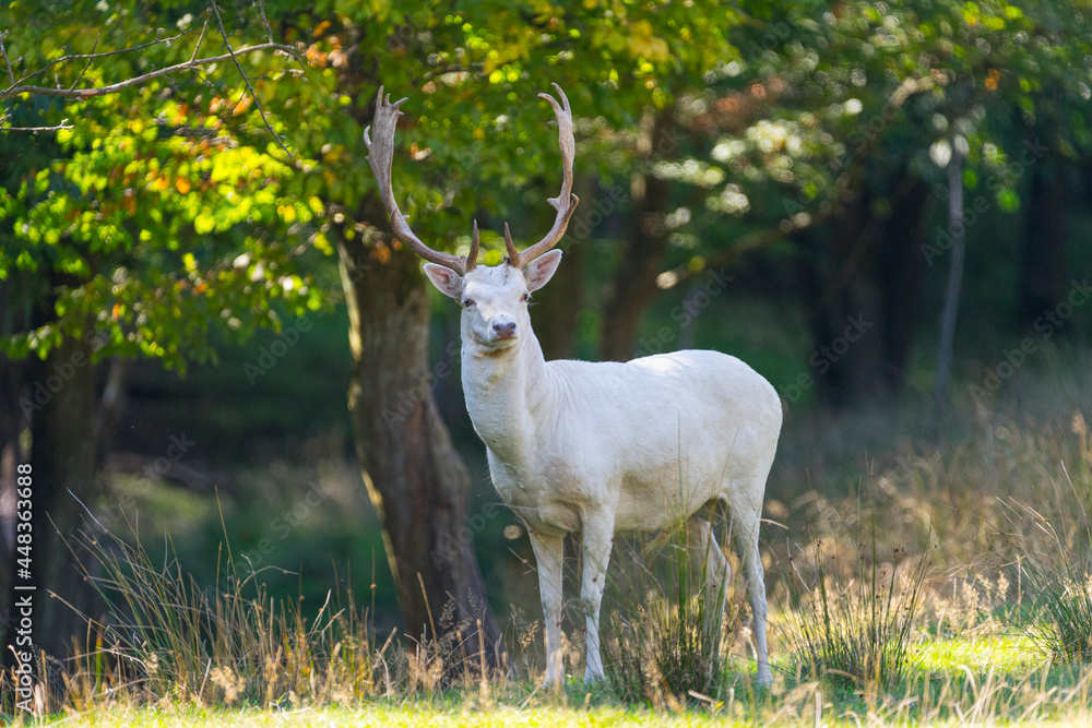 Fototapeta premium Weißer Hirsch