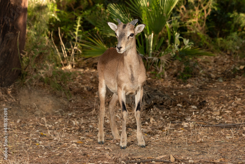 juvenile mouflon in the forest  