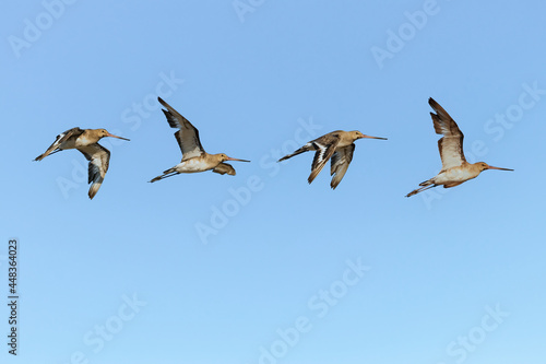 Photo Composition of Black-tailed godwit (Limosa limosa) in flight