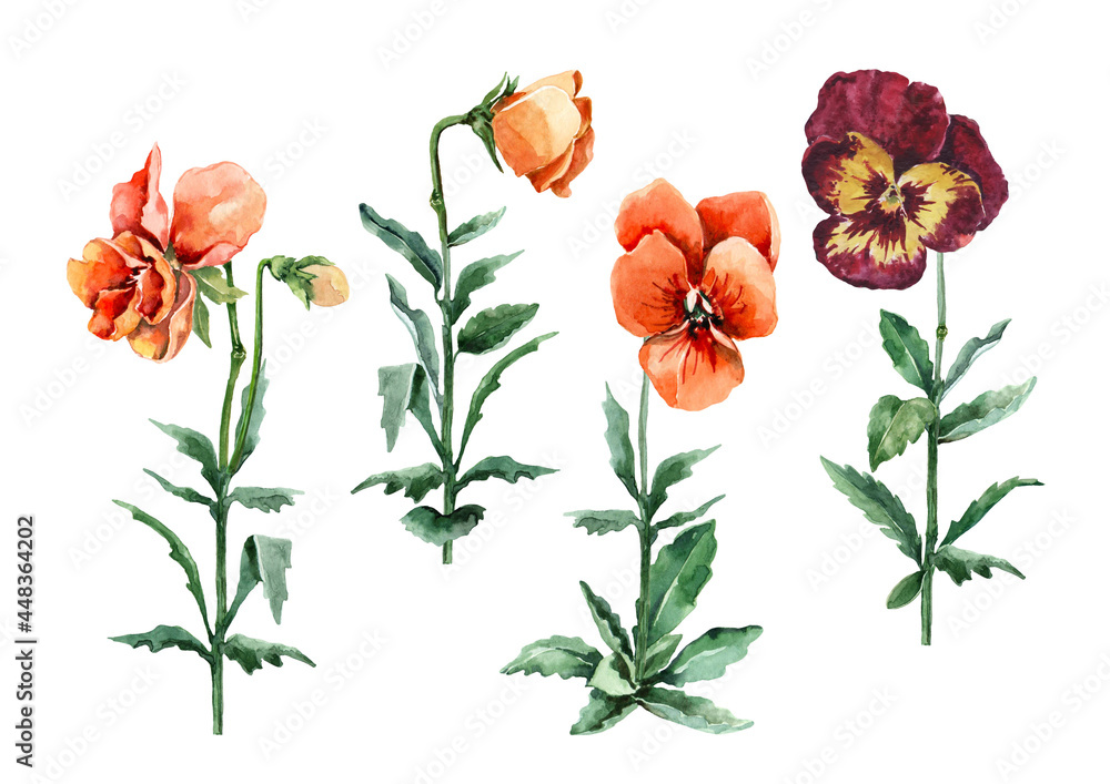 Set of isolated elements of garden pansy flowers. Orange wild flowers on stems with buds and green leaves. Hand-drawn watercolor on a white background for cards, invitations, postcards, prints.