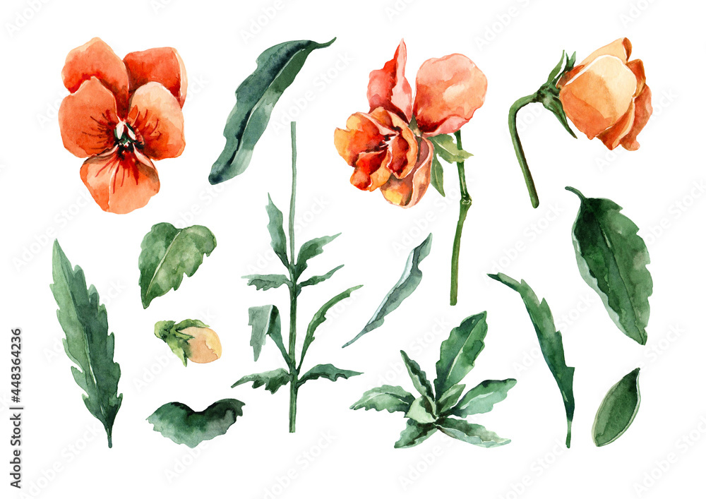 Set of isolated floral elements of orange bright blossoming pansy flowers, buds, green leaves on stems. Hand drawn watercolor painting on white background for cards, invitations, postcards, print. Set of isolated floral elements of orange bright blossoming pansy flowers, buds, green leaves on stems. Hand drawn watercolor painting on white background for cards, invitations, postcards, print.