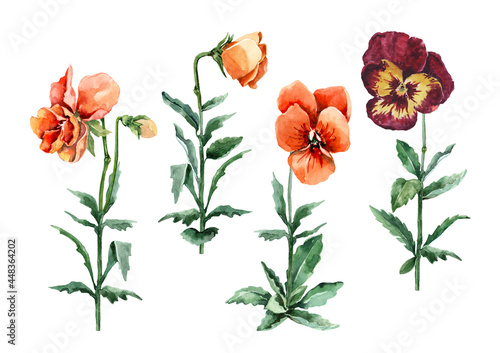 Set of isolated elements of garden pansy flowers. Orange wild flowers on stems with buds and green leaves. Hand-drawn watercolor on a white background for cards  invitations  postcards  prints.