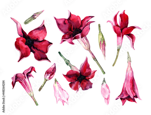 Set of isolated elements tropical red flowers creepers with buds. Floral clipart of exotic mondeville flowers. Hand drawn watercolor on white background for cards, wedding invitations, print, banner. photo