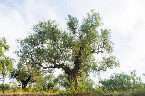 drzewo oliwne photo