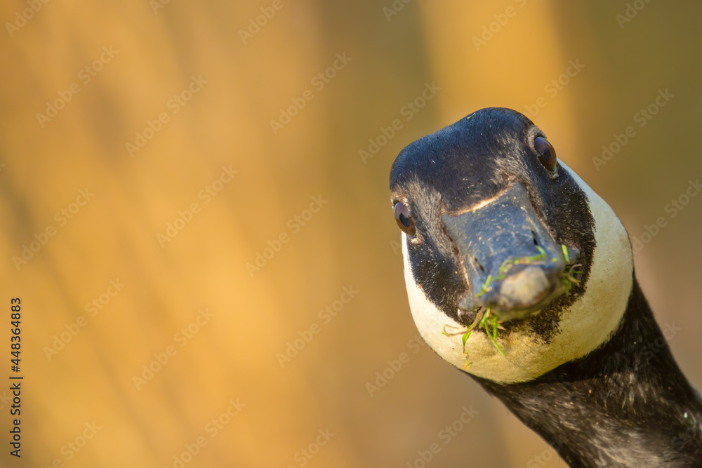Фотография Canada Goose headshot close up funny