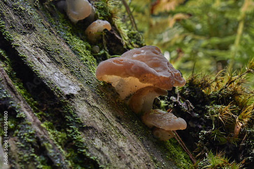 Mushrooms Judas Ear (Auricularia auricula-judae) a family of fungi commonly known as wood ear or jelly ear, edible, healthy mushroom