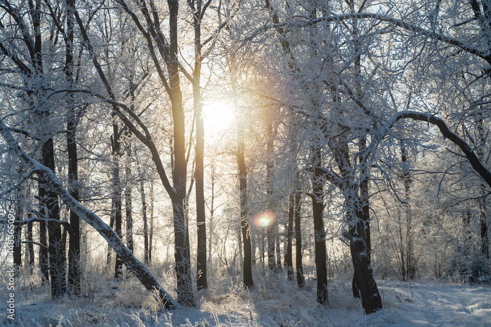 Winter forest on a frosty sunny day Winter forest on a frosty sunny day