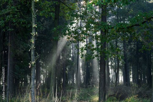 Fototapeta Naklejka Na Ścianę i Meble -  Słońce w lesie