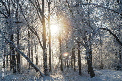 Winter forest on a frosty sunny day