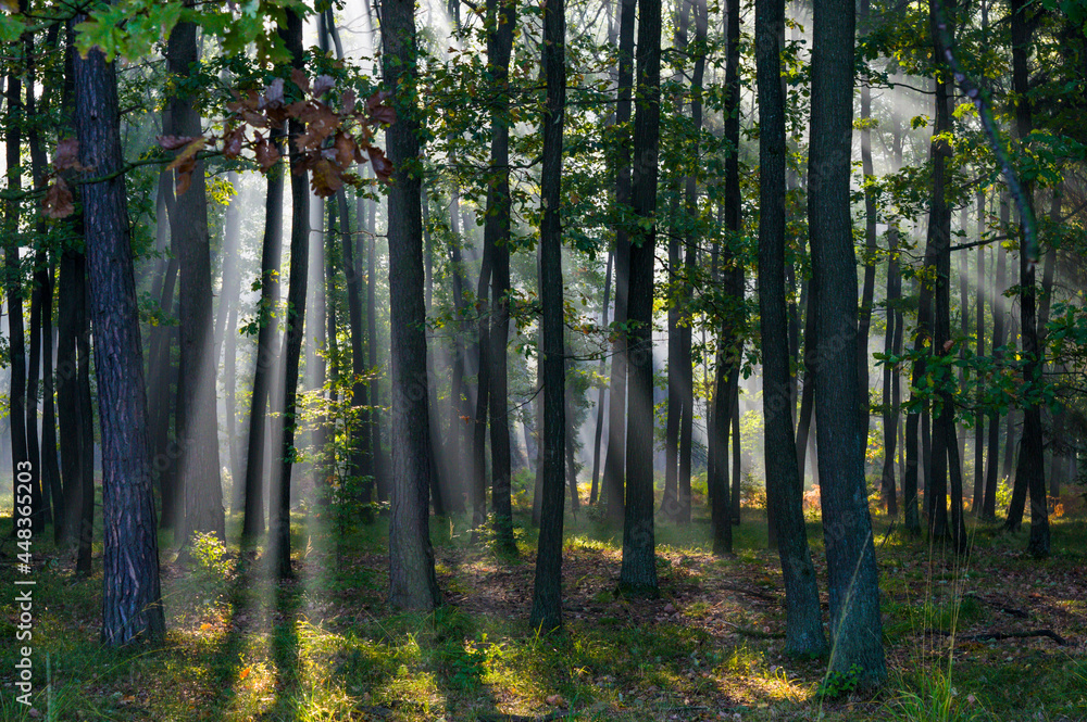 Fototapeta premium Gra świateł w lesie