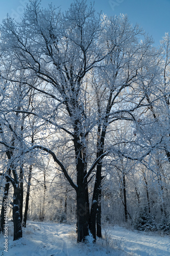 Winter forest on a frosty sunny day