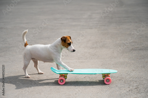 Jack russell terrier dog rides a penny board outdoors photo