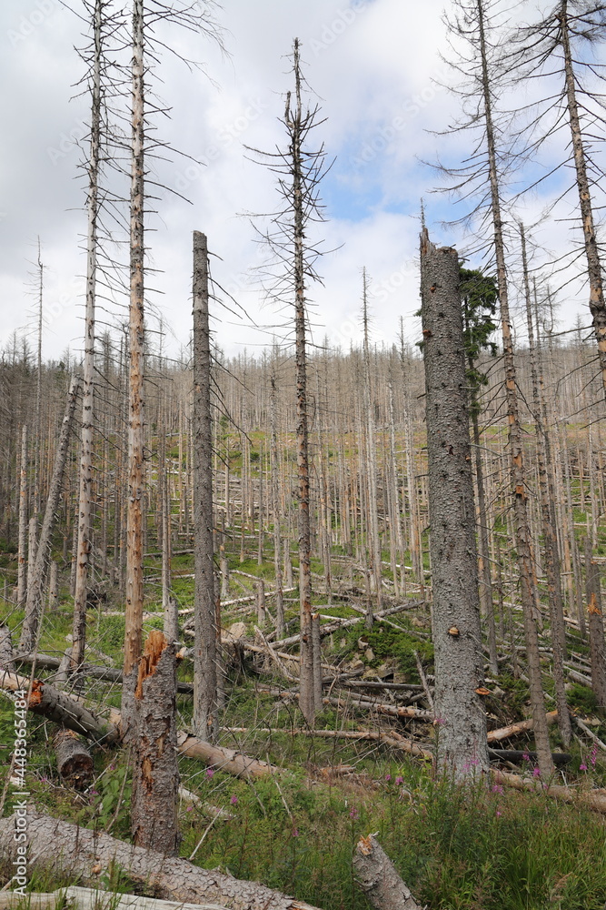 Obraz premium Forest dying on the Brocken in the Harz Germany