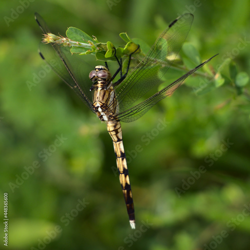 Dragonfly hanging from a flower stem