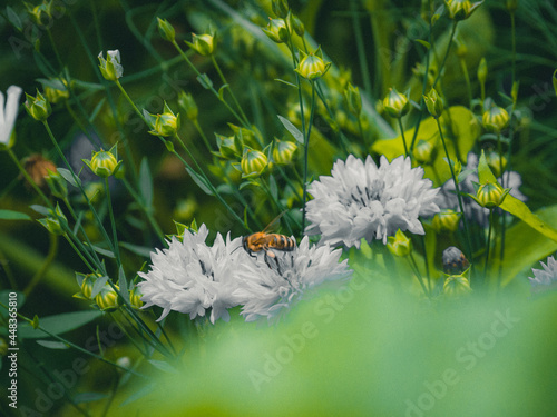 Weiße Blume mit Biene darauf
