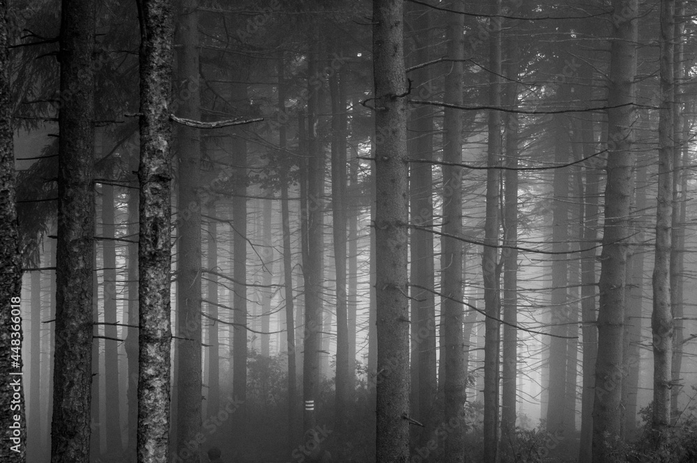 Obraz premium Mglisty las górski