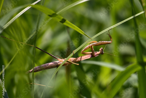 Brown praying mantis hanging upside down from a grass