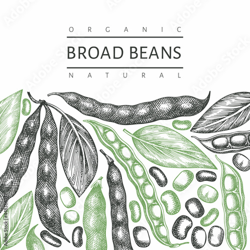 Hand drawn broad beans design template. Organic fresh food vector illustration. Retro pods illustration. Engraved botanical style cereal background.