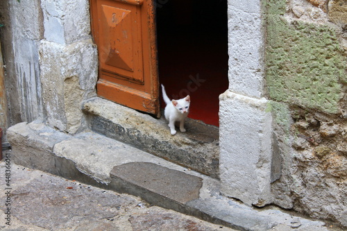 Béziers, white kitten in the door step