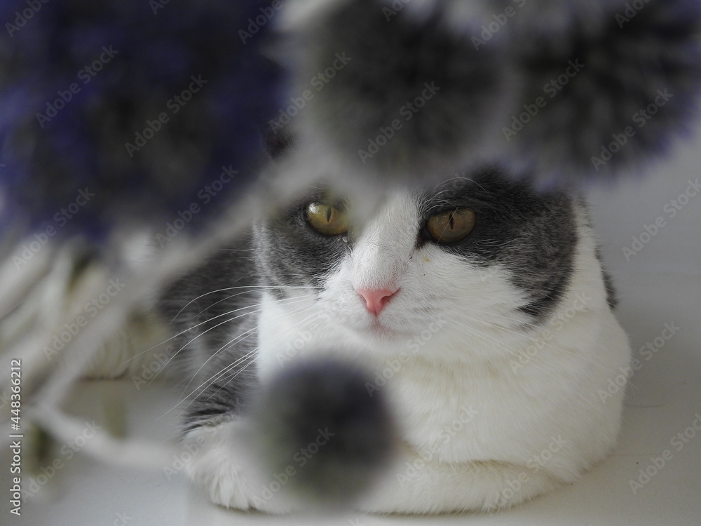 Fototapeta premium portrait of a cat beyond the bouquet 