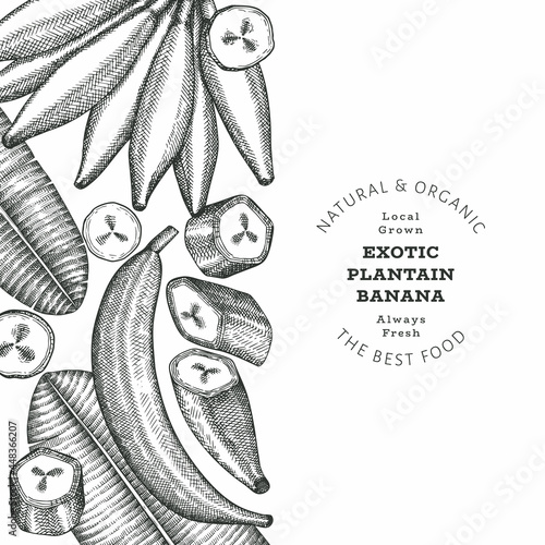 Hand drawn sketch style plantain banner. Organic fresh fruit vector illustration. Retro exotic banana fruit design template