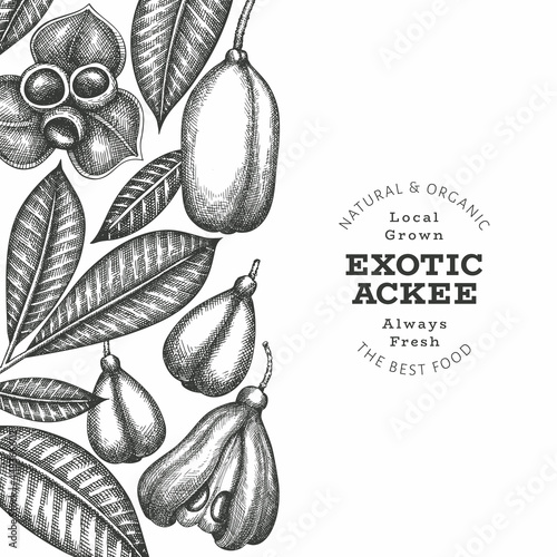 Hand drawn sketch style ackee banner. Organic fresh food vector illustration. Retro exotic fruit design template. Engraved style botanical background.