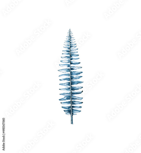 Watercolor indigo fern isolated on a white background of ferns. Wild forest. Leaves. Nature. Manual illustration
