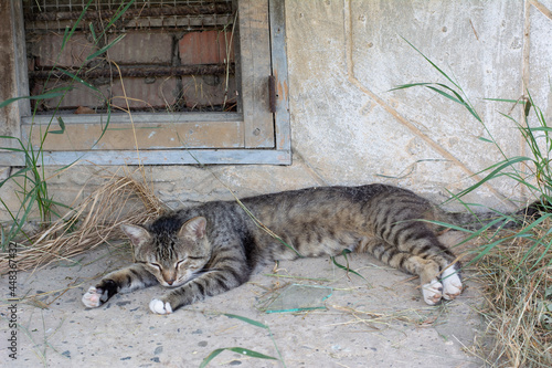 A street homeless cat sleeps outside near a boarded up basement window on a summer day, the basement windows are boarded up so that cats do not live there. photo