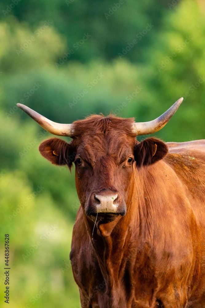 portrait of salers cow in pasture portrait of salers cow in pasture