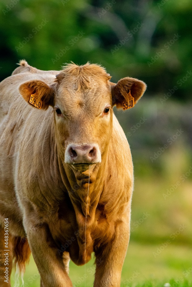 portrait of crossbred veal charolais salers portrait of crossbred veal charolais salers