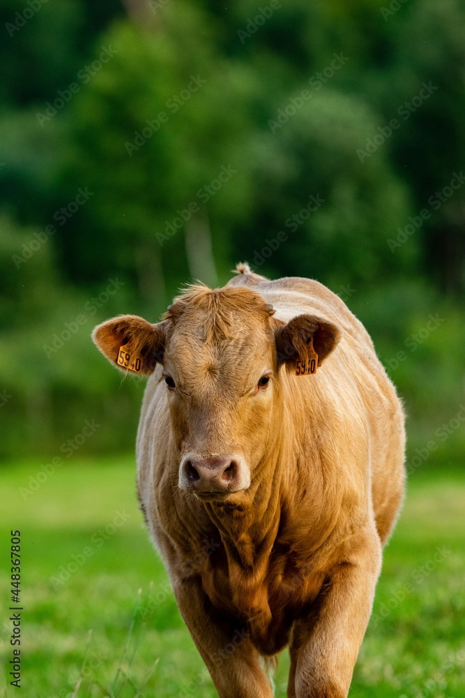 portrait of crossbred veal charolais salers portrait of crossbred veal charolais salers